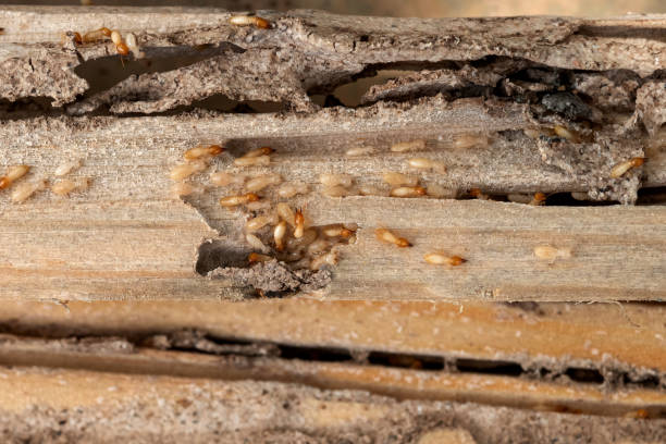 Best Residential Pest Control  in Leetonia, OH